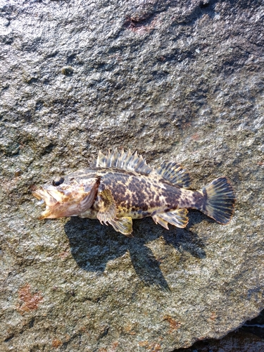 タケノコメバルの釣果