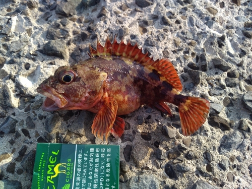 カサゴの釣果