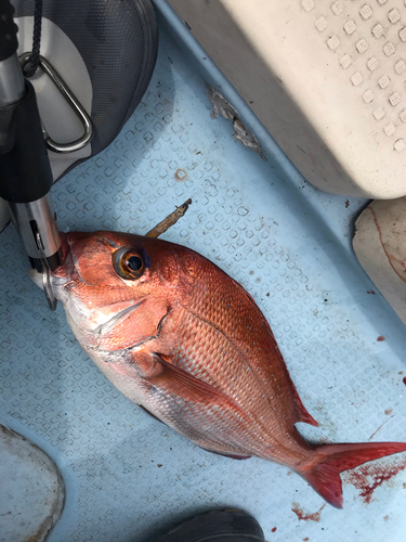 マダイの釣果