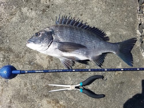 クロダイの釣果