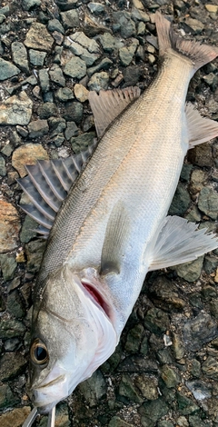 シーバスの釣果