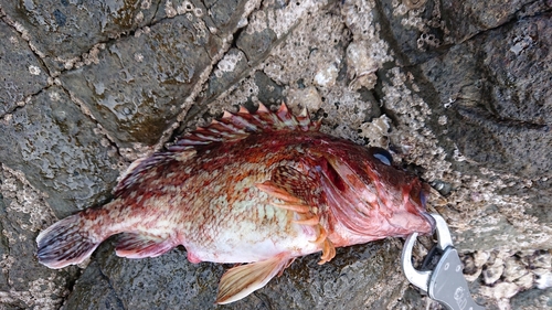 カサゴの釣果