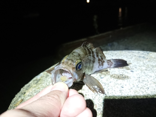 シロメバルの釣果