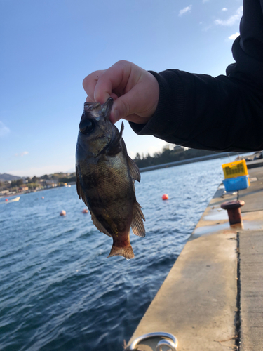 メバルの釣果