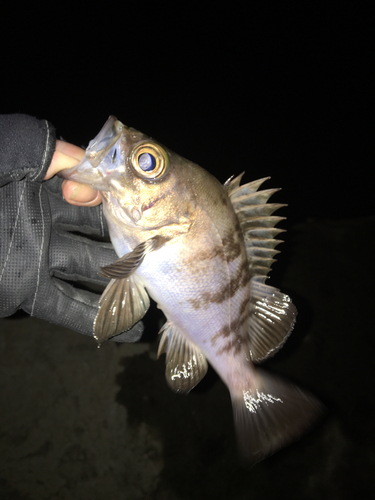 メバルの釣果