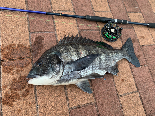 クロダイの釣果