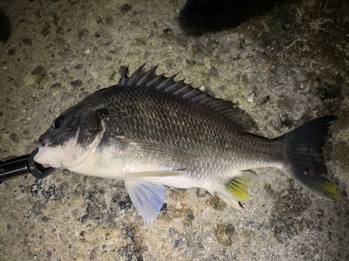 キビレの釣果