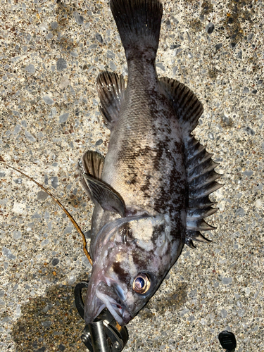 クロソイの釣果