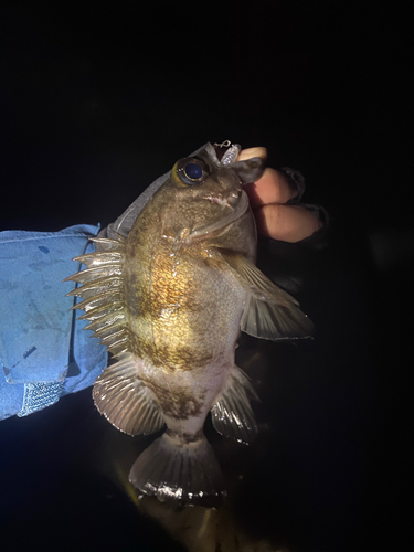 シロメバルの釣果