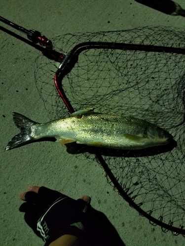 ウグイの釣果