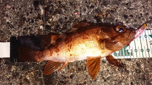 メバルの釣果