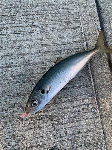 マルアジの釣果