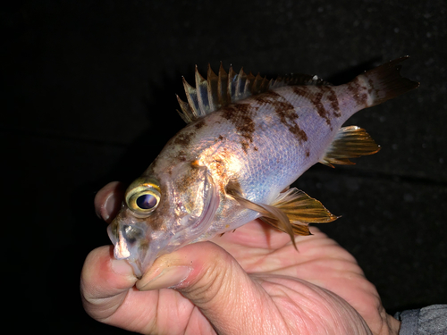 メバルの釣果