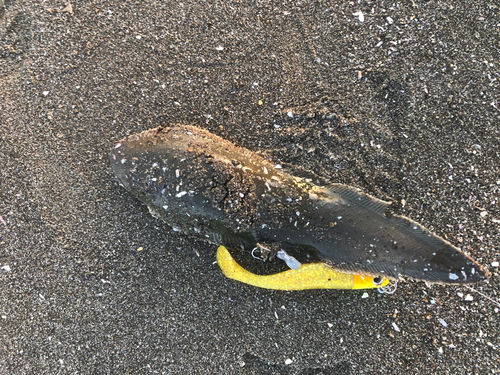 シタビラメの釣果