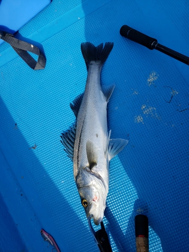 マルスズキの釣果