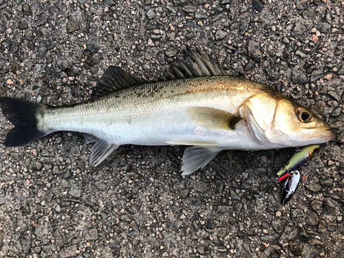 サゴシの釣果