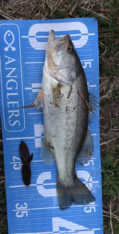 ラージマウスバスの釣果