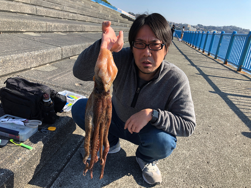 タコの釣果