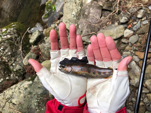 アマゴの釣果