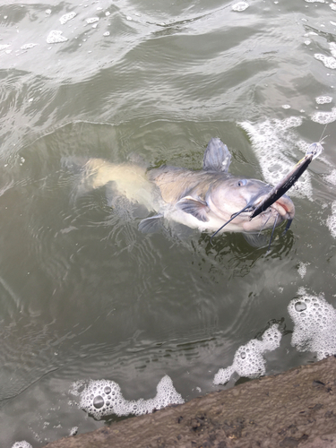 ナマズの釣果