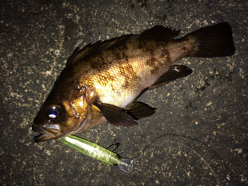 メバルの釣果