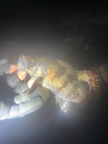 シロメバルの釣果