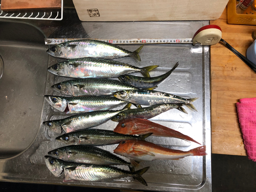 サバの釣果