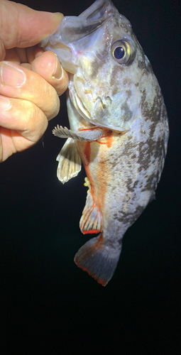 メバルの釣果