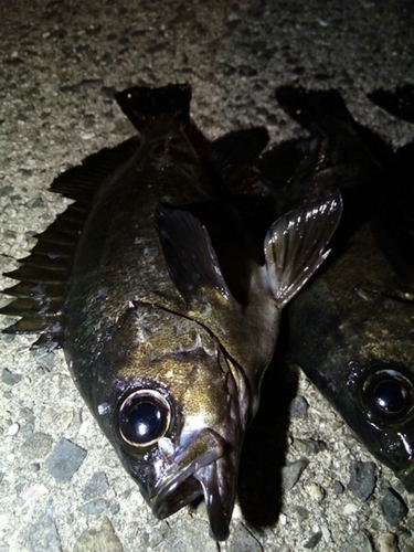 クロメバルの釣果