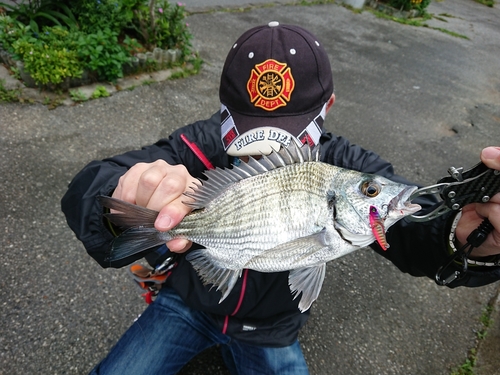 ミナミクロダイの釣果