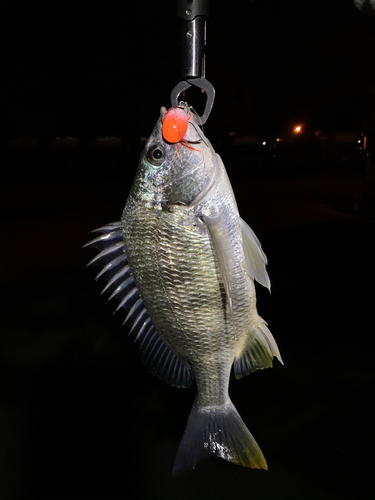 キビレの釣果