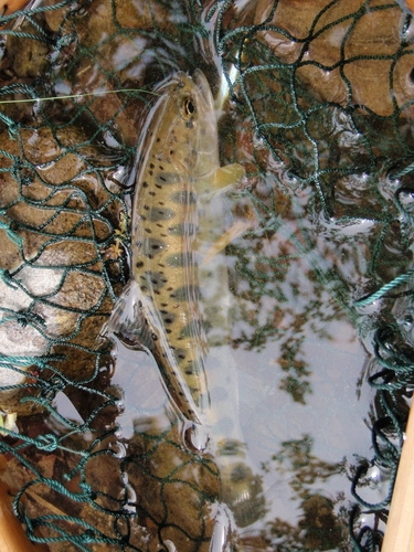 ヤマメの釣果