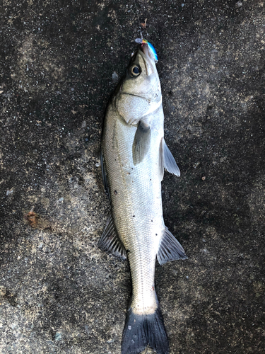 セイゴ（マルスズキ）の釣果