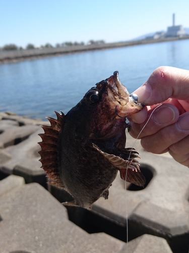 ムラソイの釣果