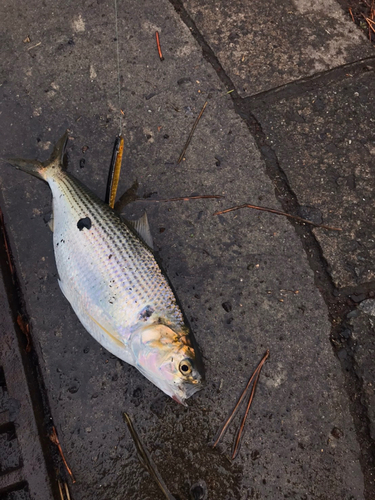 コノシロの釣果