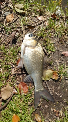 ヘラブナの釣果