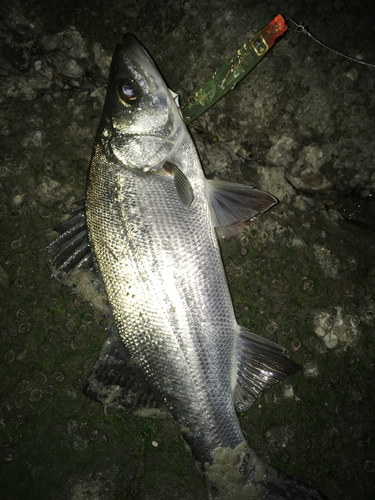 スズキの釣果