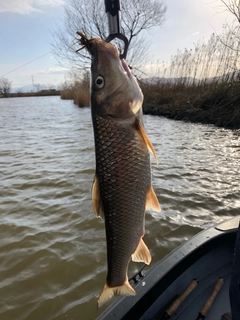 ニゴイの釣果