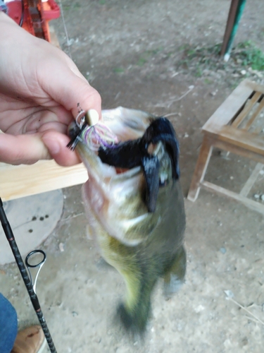 ブラックバスの釣果