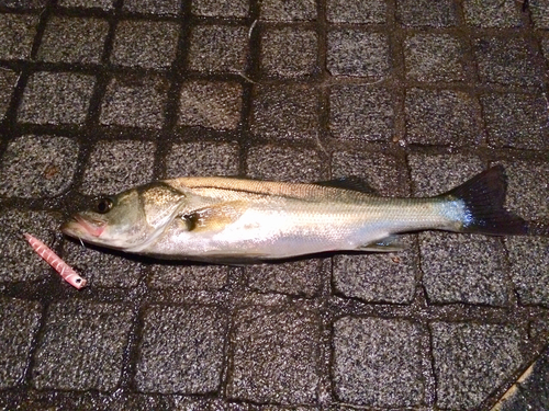 フッコ（マルスズキ）の釣果