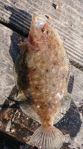 ガンゾウビラメの釣果