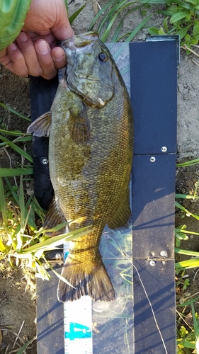 スモールマウスバスの釣果