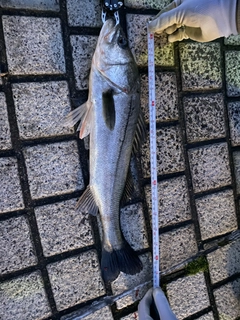 スズキの釣果