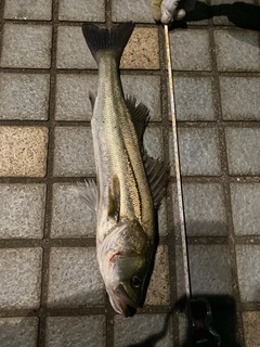 スズキの釣果