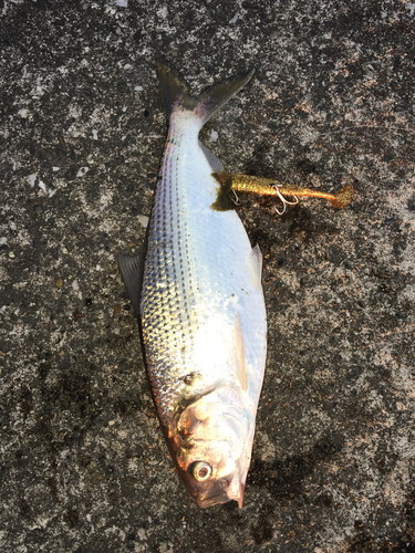 コノシロの釣果