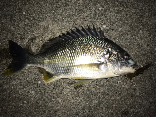 キビレの釣果