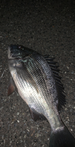 クロダイの釣果