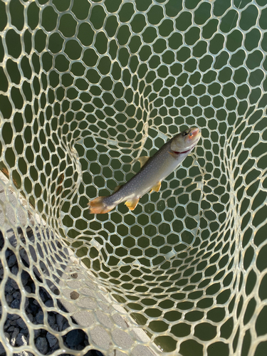 トラウトの釣果