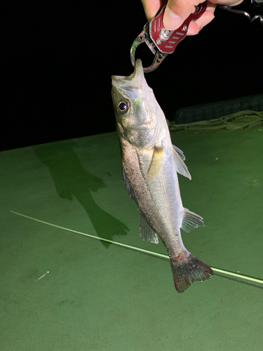 セッパ（マルスズキ）の釣果