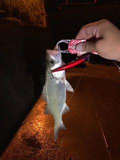 セッパ（マルスズキ）の釣果